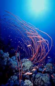 red sea -nikonos with 15mm lens. by shmulik blum 